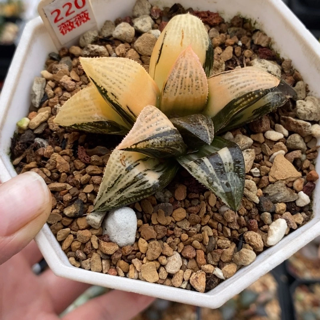 220抹茶青蟹寿锦一物一图