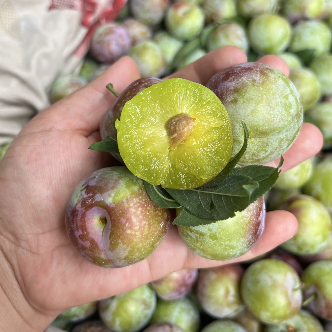 【现摘现发坏果包赔】四川高山蜜饯李脱骨李脆甜应季水果3/5斤