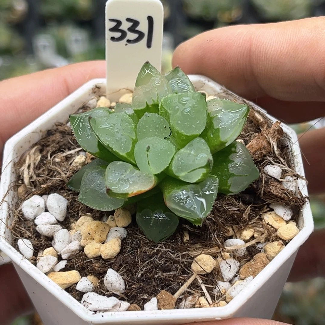 331圣诞蜡烛发发发发发发