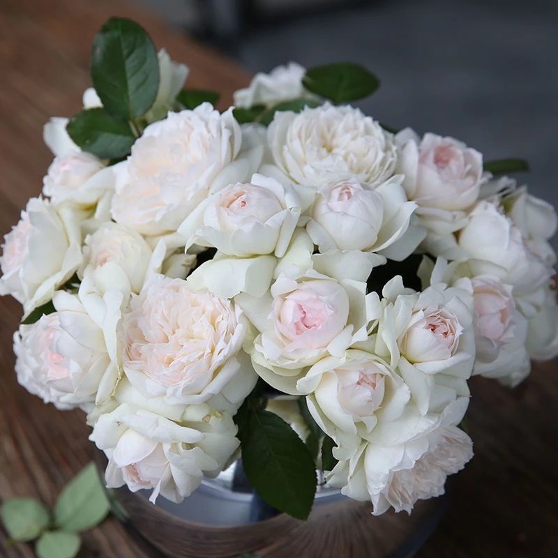 【波莱罗/菠萝蜜】丰花月季浓香大花月季花苗多季开花庭院阳台盆栽