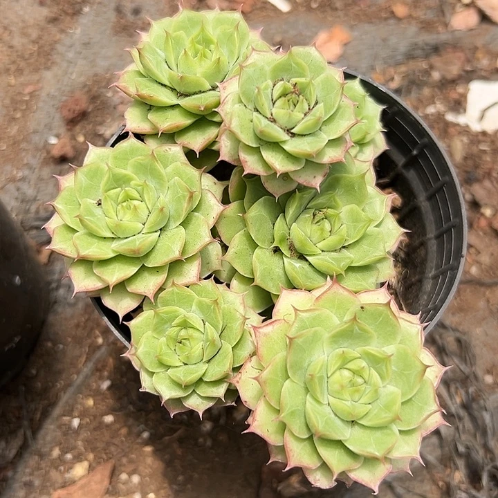 无花朵橙花群。