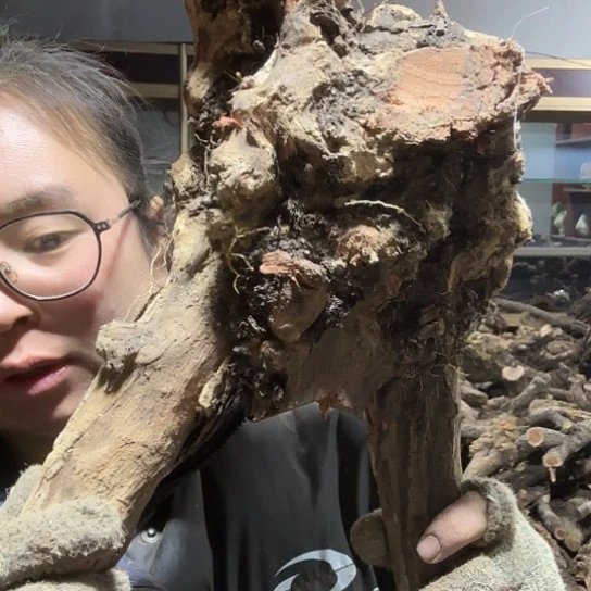 香榧木崂**林火琉璃的毛料摆件