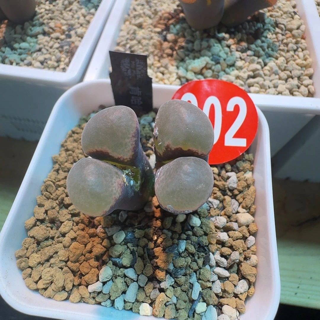 多肉植物好看风铃902