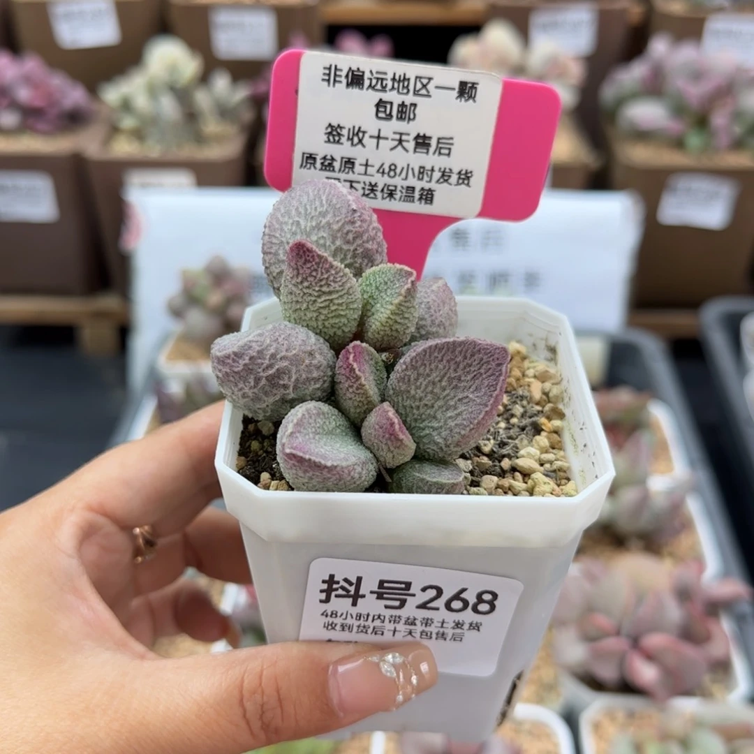 268哈莫猪肝多肉植物