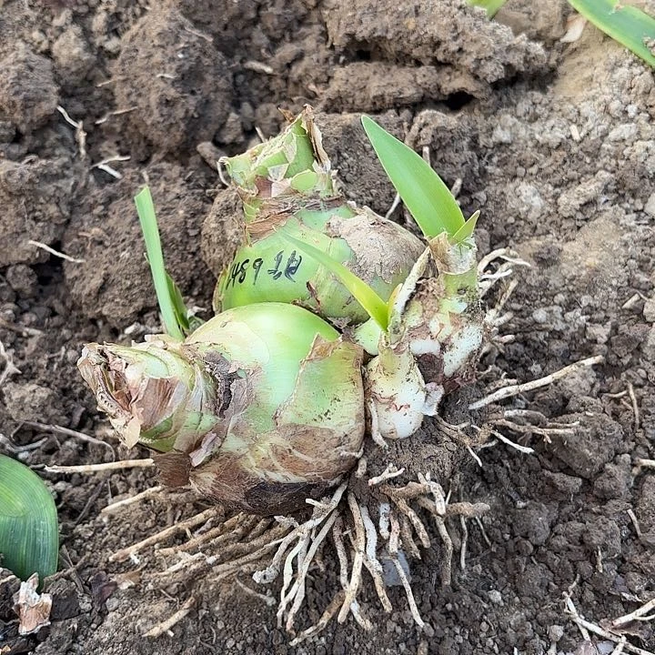 梁*?甜蜜双胞胎8左右2489