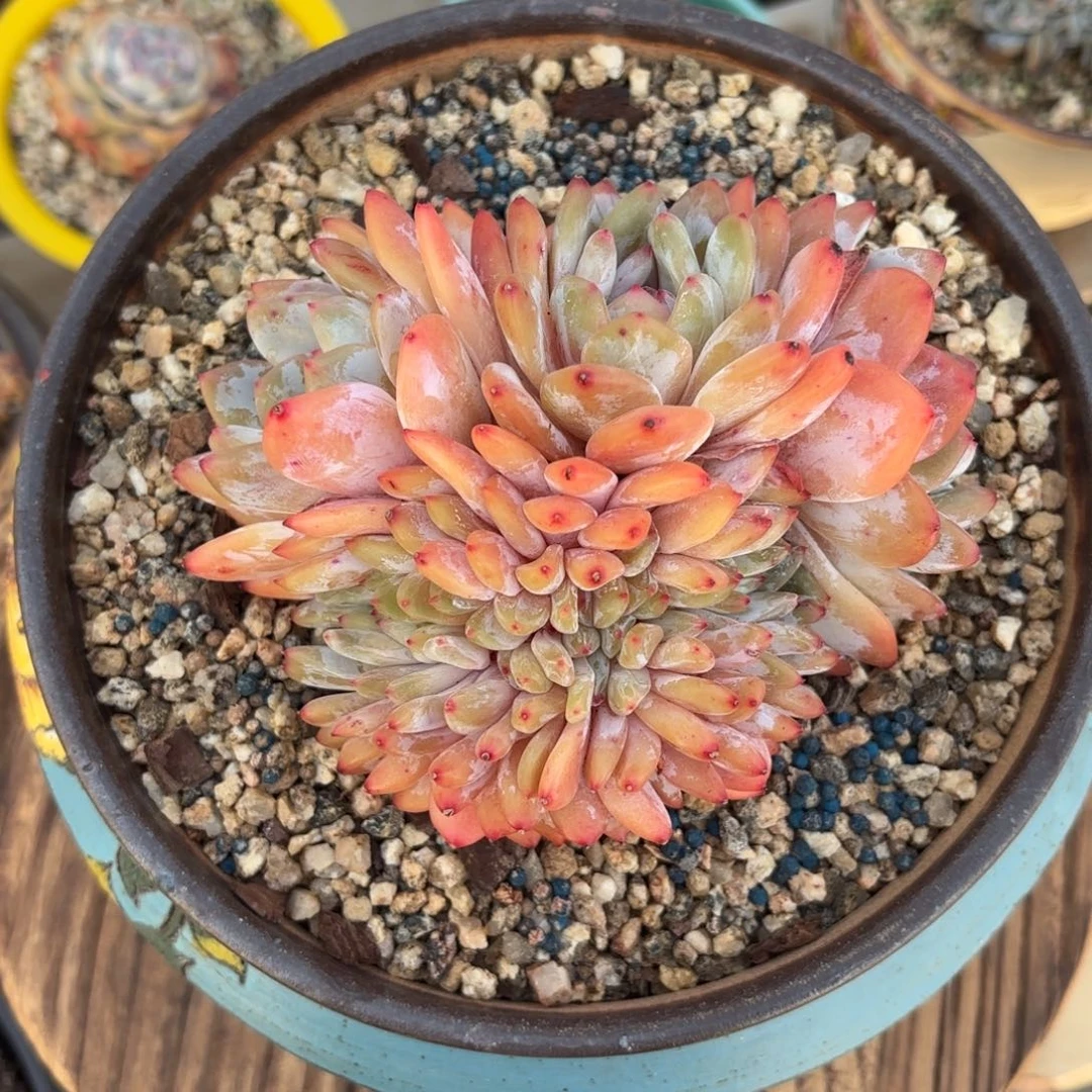 精品橙梦露缀化，一物一拍