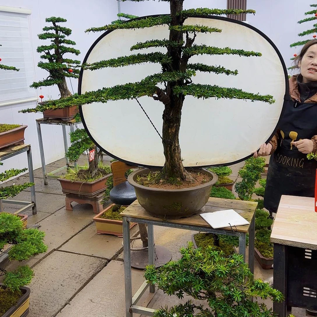 盆景直播间一物一拍