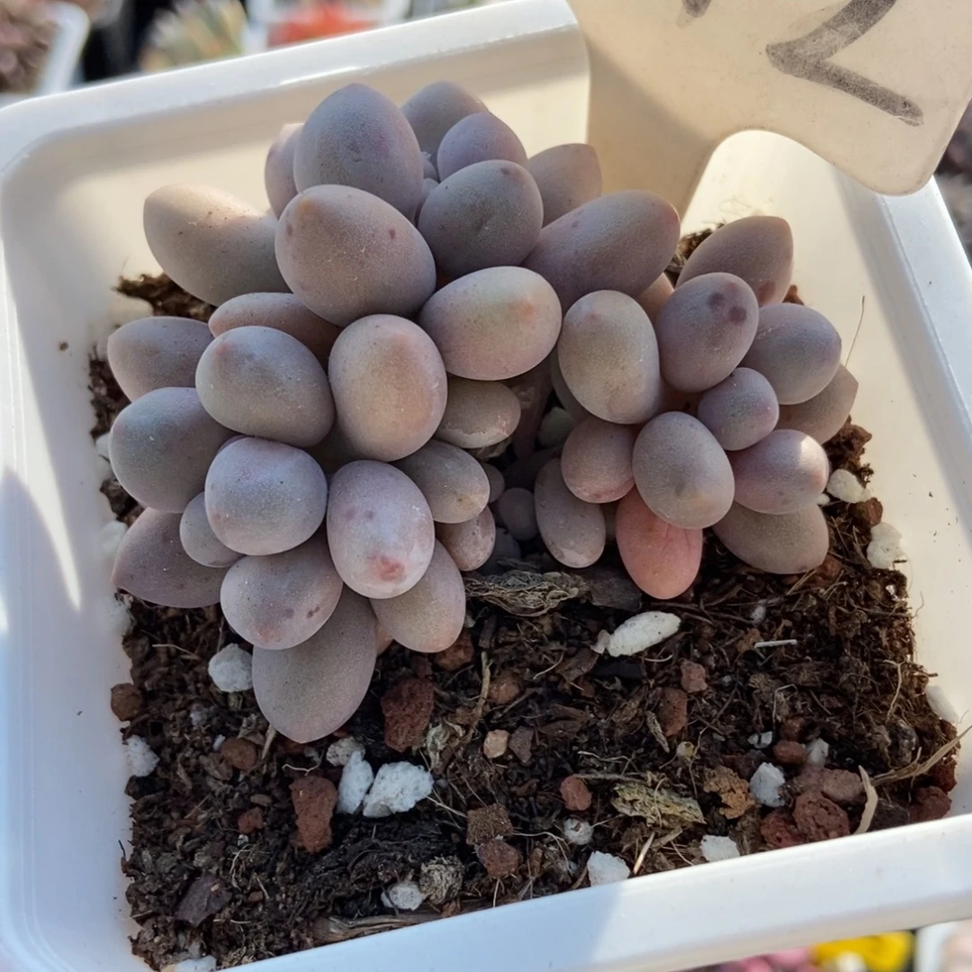 1072粉色恋人多肉植物