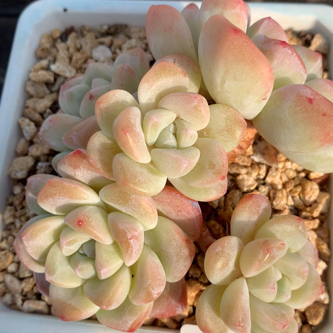 0211-30 冰玉老桩