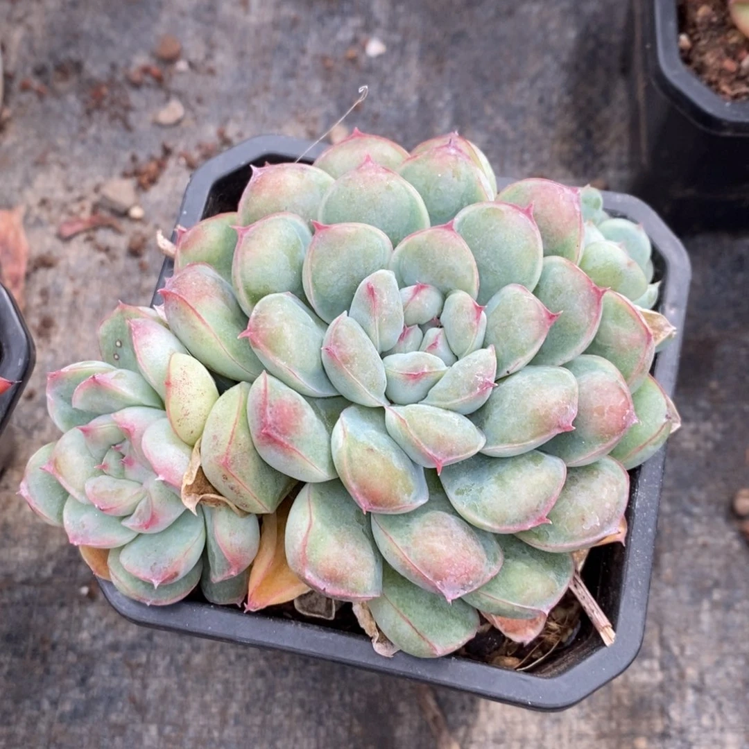 留财多肉植物盆栽