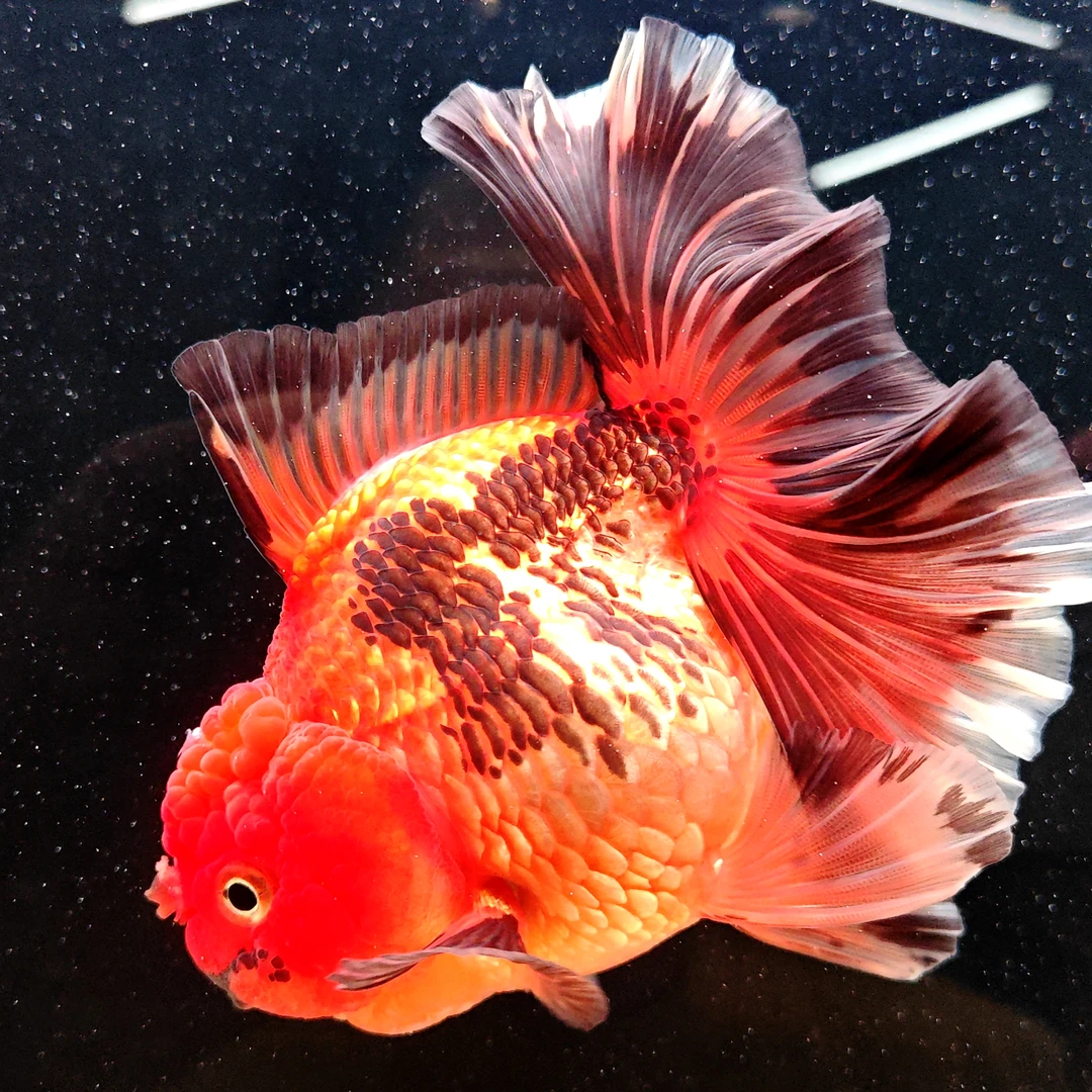 精品泰狮F1沈阳渔场