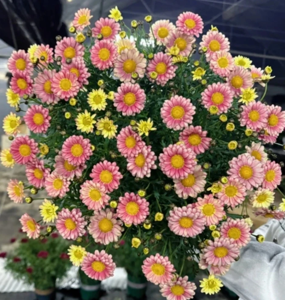 王小帅【小饼干】玛格丽特盆栽花园阳台多季开花生长花园爆花草本