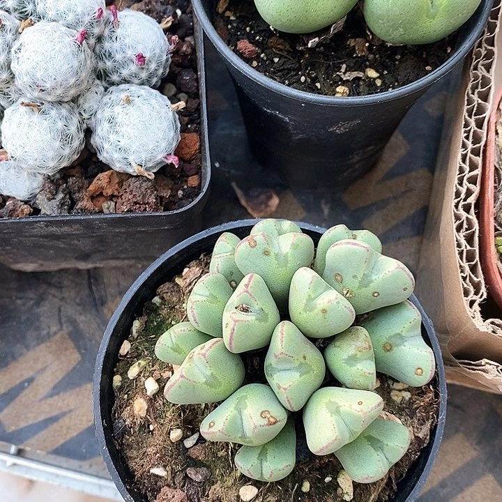 少将参谋处少将营教导