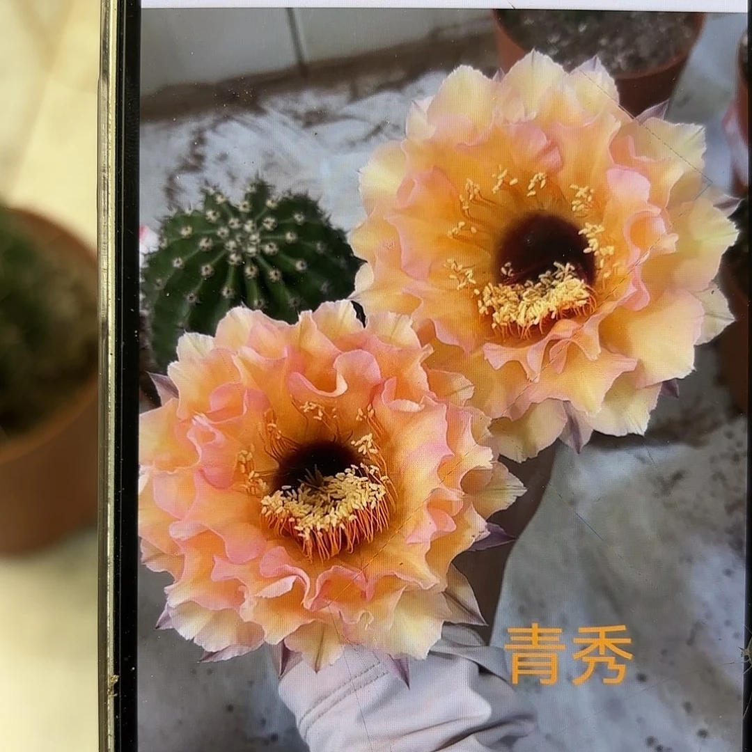 彩草青秀7公分左右