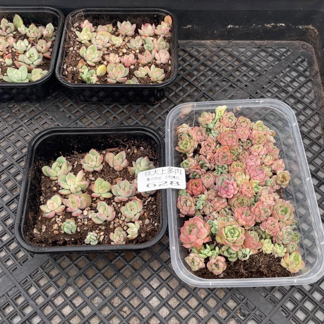 糕大上多肉植物628