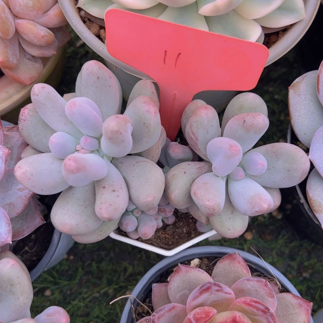 福利来了来了来了