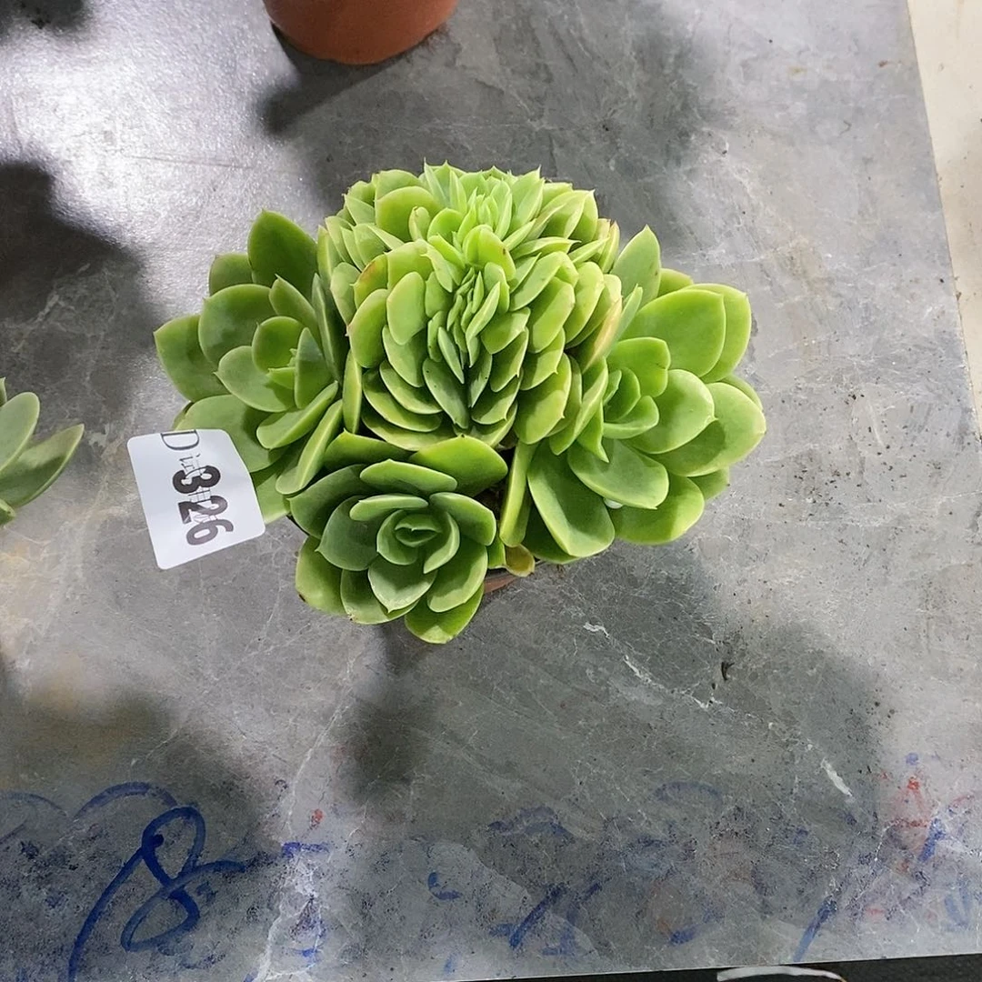 奶****7326星娜塔缀多肉