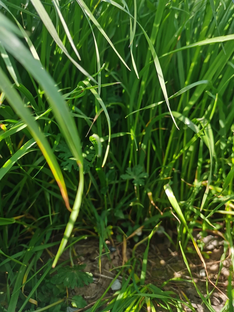 燕麦草多叶少杆现割现发荷兰猪兔子爱吃