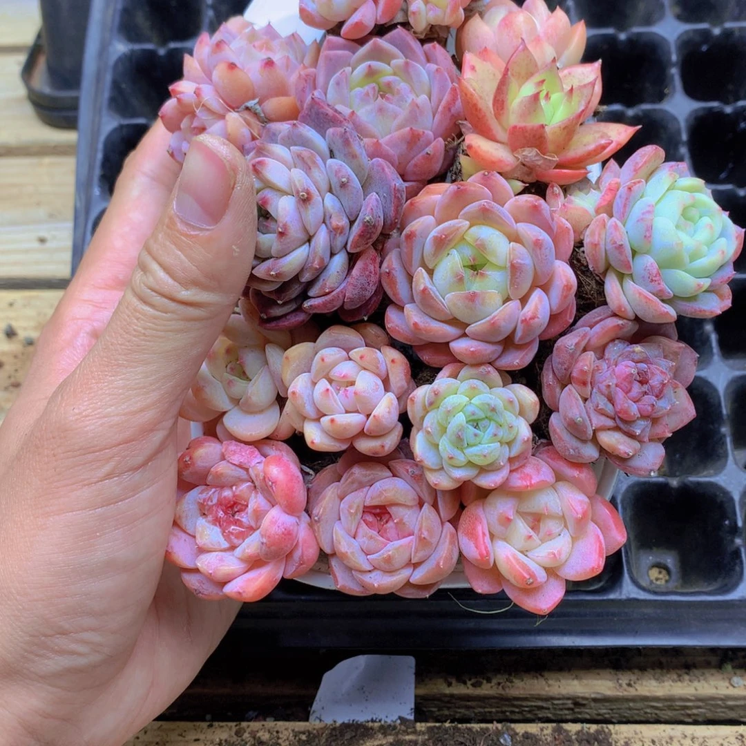 我要去看你了啊040