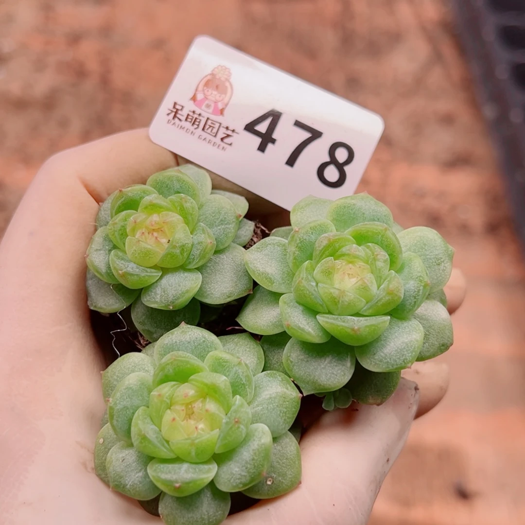 多肉植物多肉植物