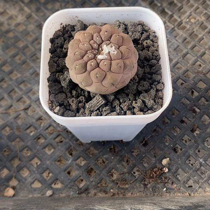 蜥蜴皮，一物一拍带盆，自根