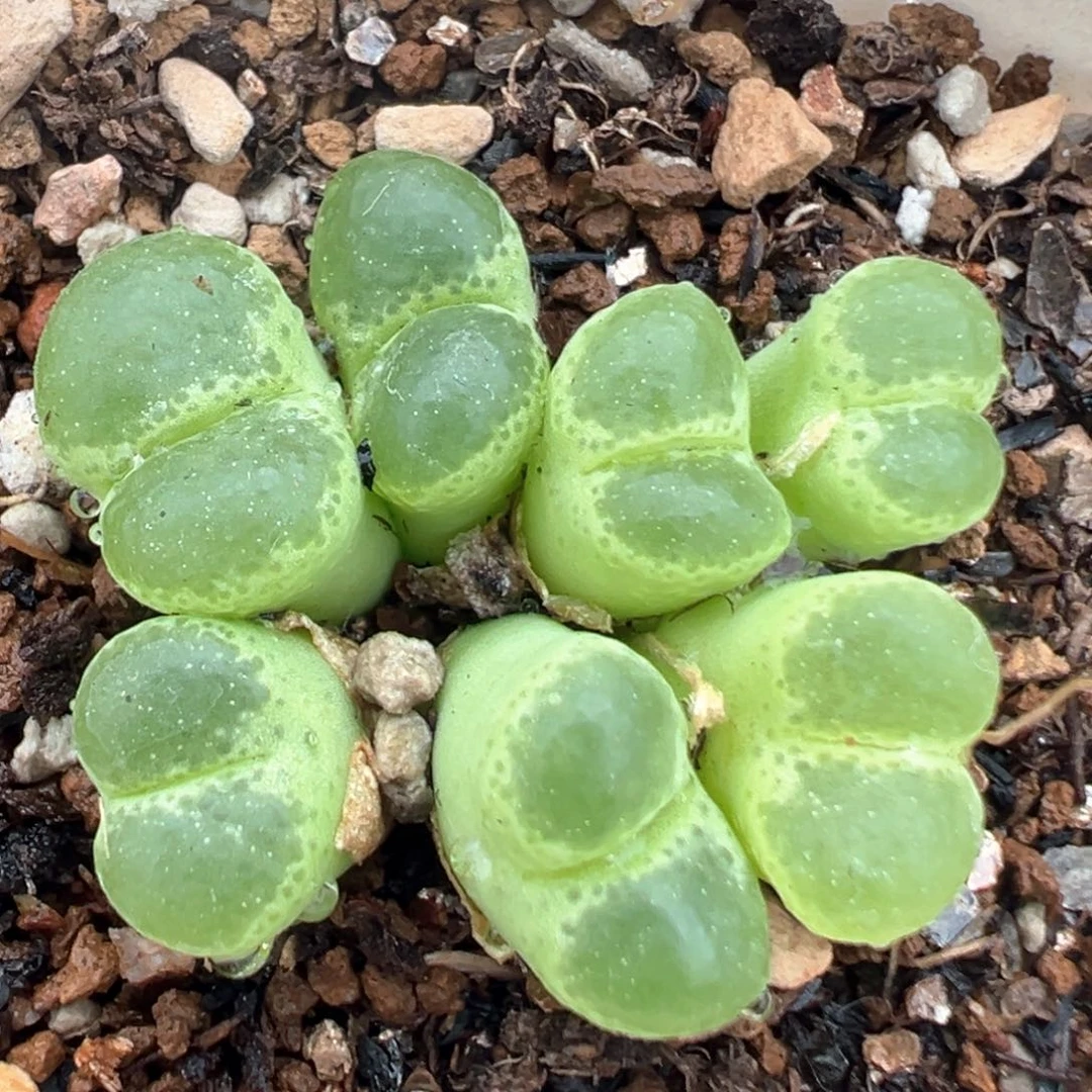96多肉植物百科大眼睛2453.81