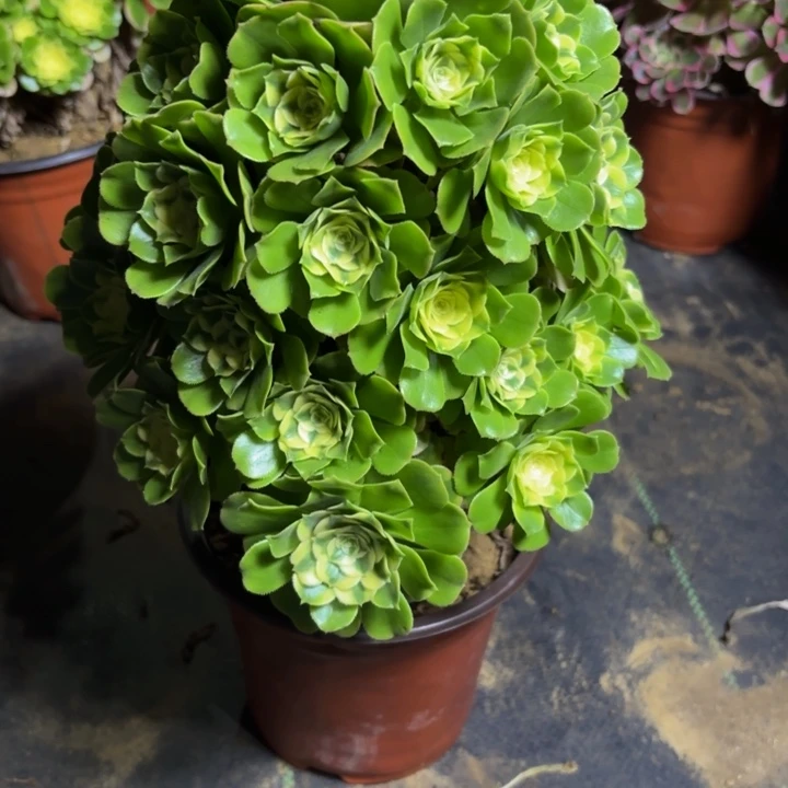 瑞妈，，。。。。573辛尼亚，