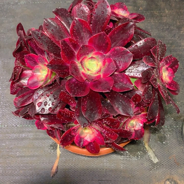 小*儿320凤冠精品法师多肉