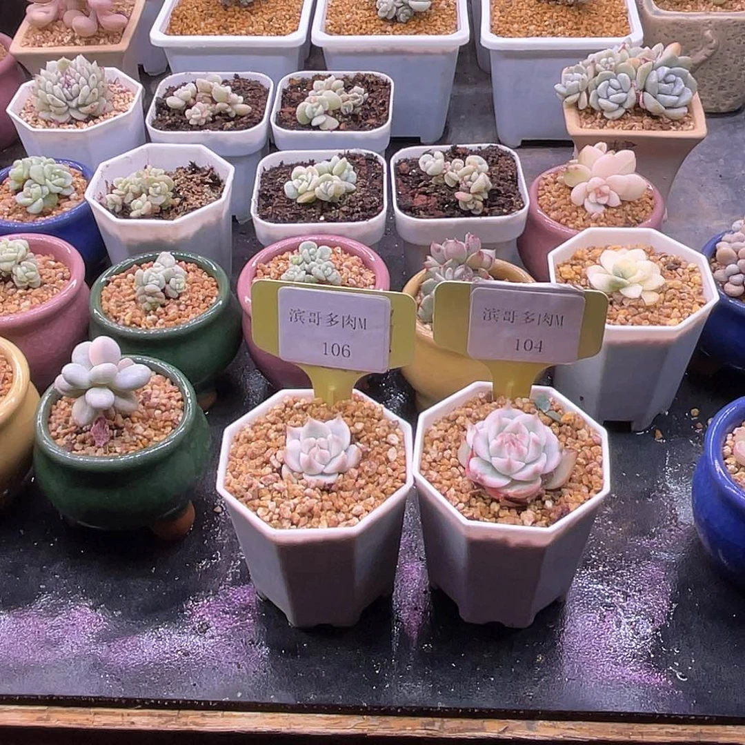 花*滨哥多肉M104，106吉娃娃锦福利