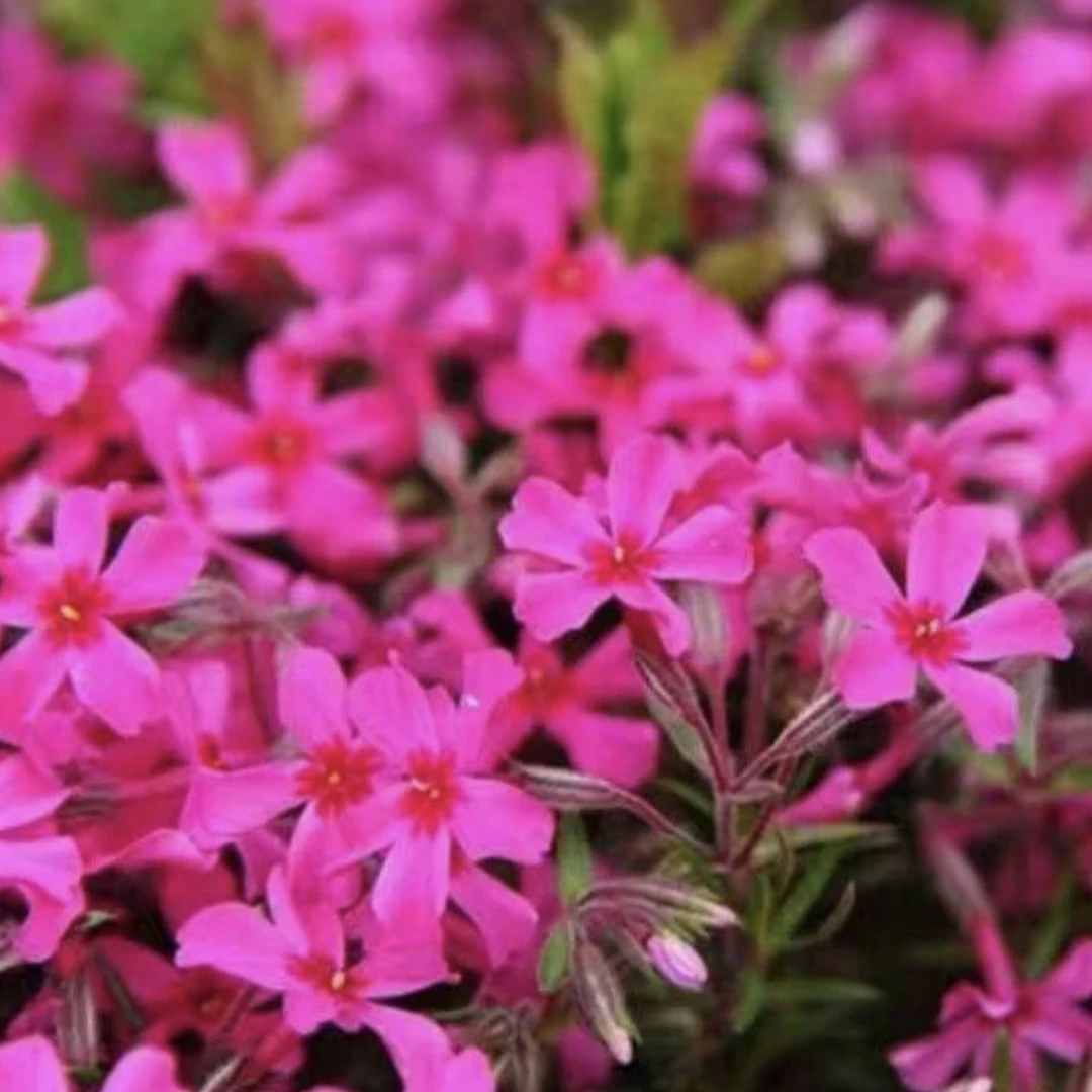 芝樱盆苗丛生福禄考多年生庭院草坪花卉宿根