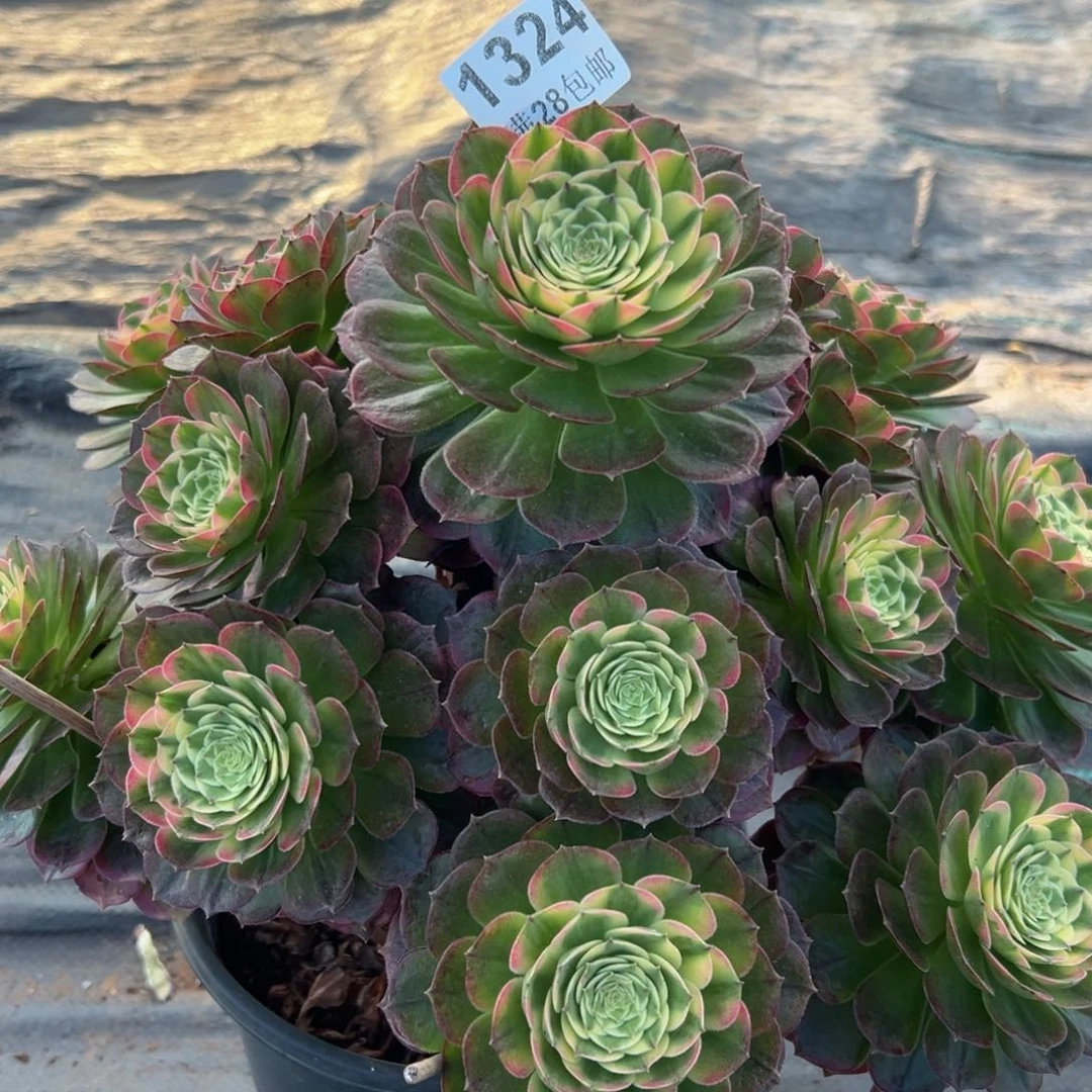 城**人多肉植物1324海仙