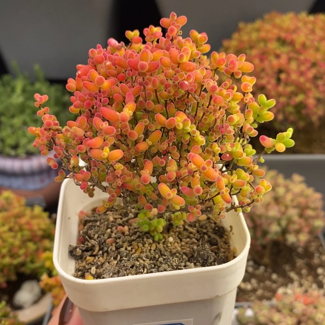 完全开放64号蜜橘糖球（6.5m）