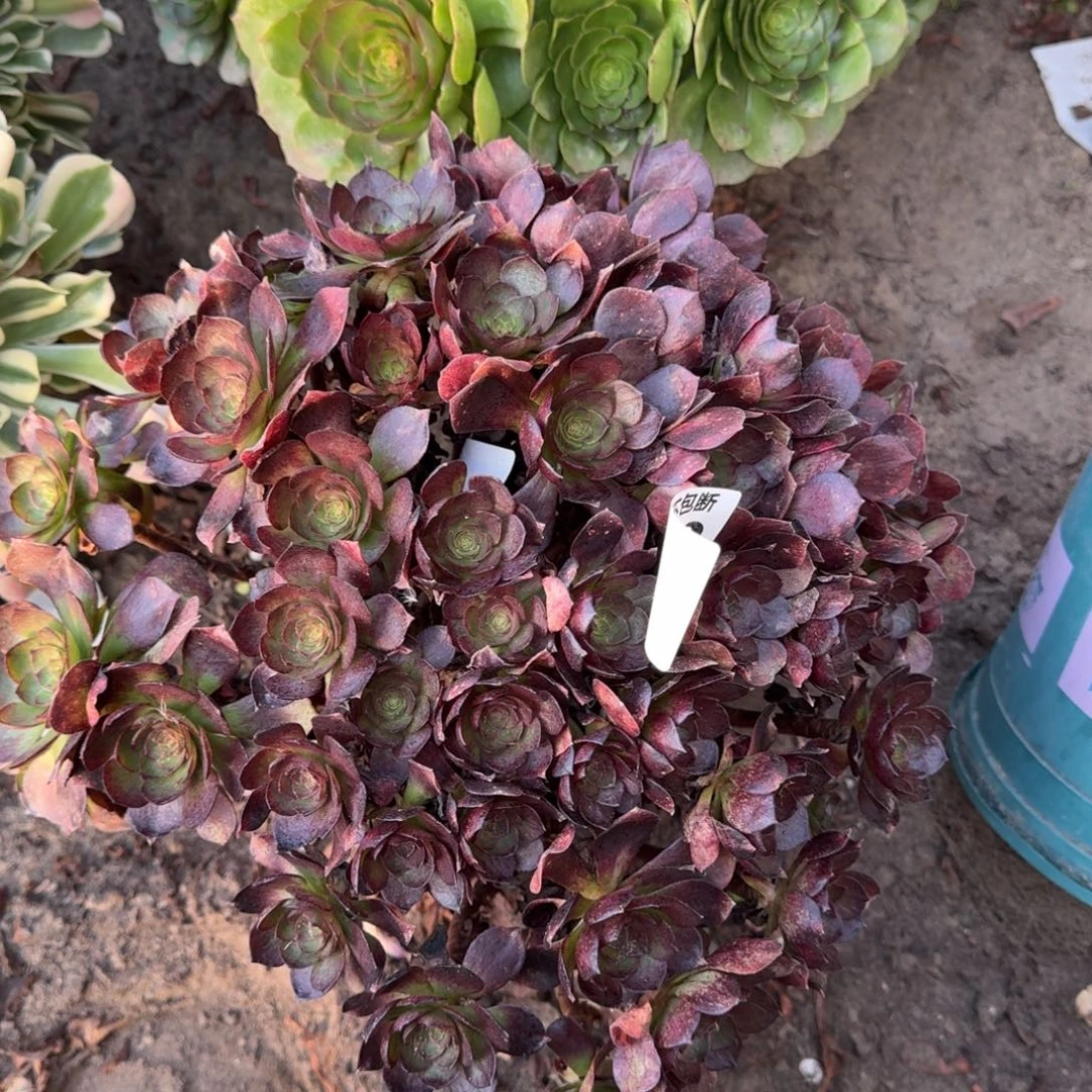 法师黑魔6712 18-8