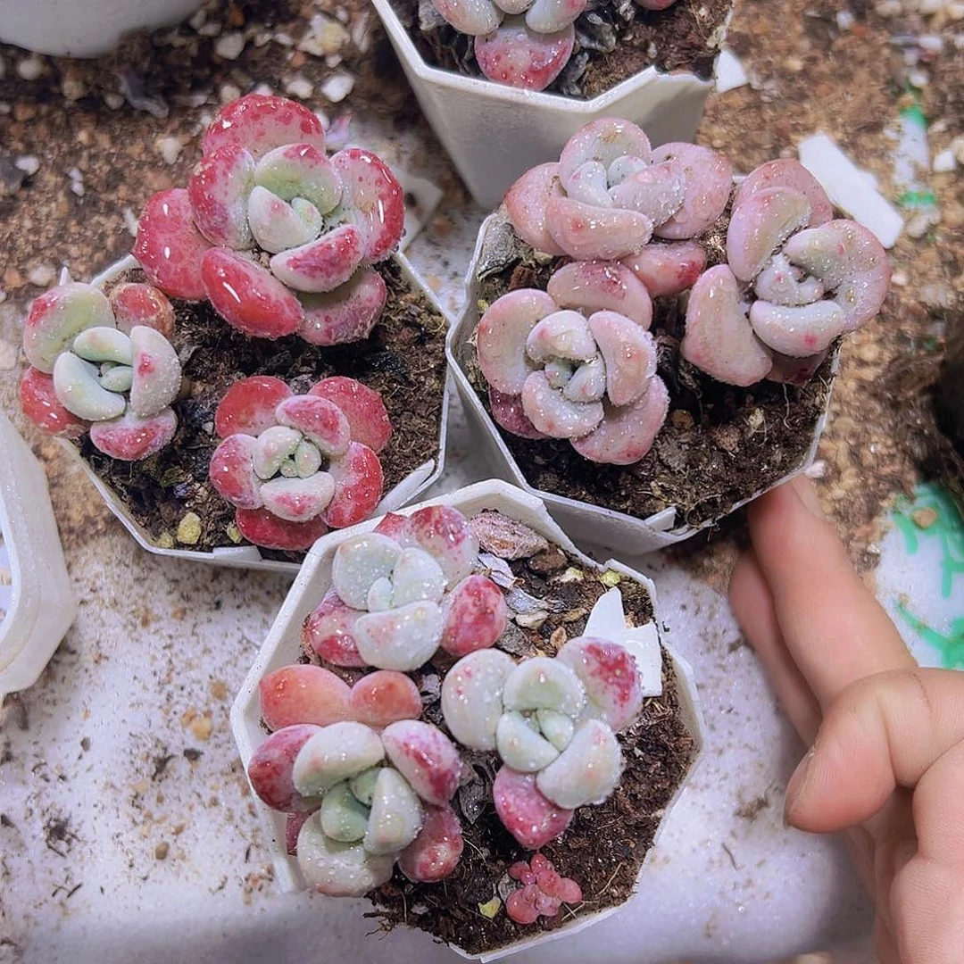 白鹭老桩19包邮多肉