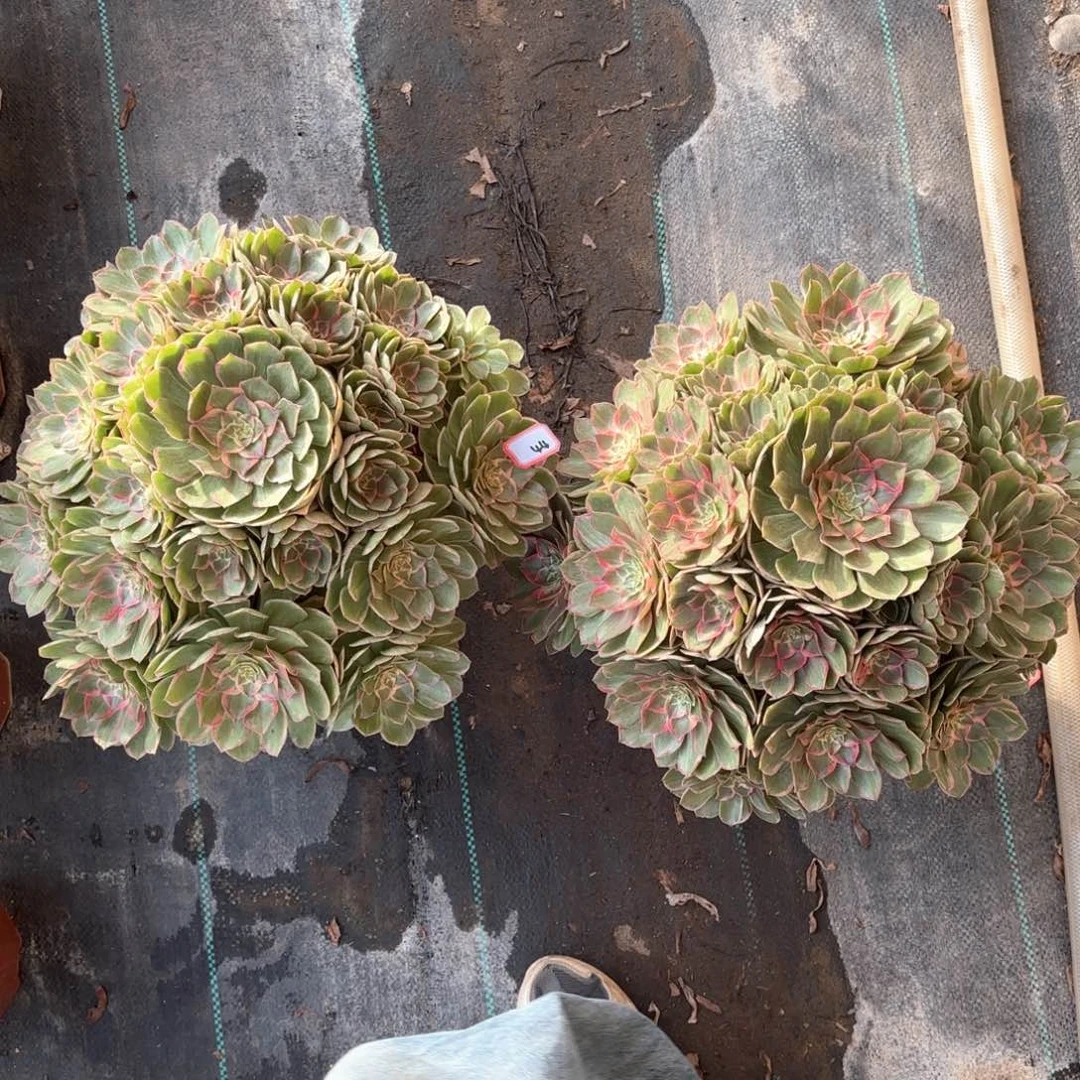 全部花朵44莲花座2颗一组多肉植物