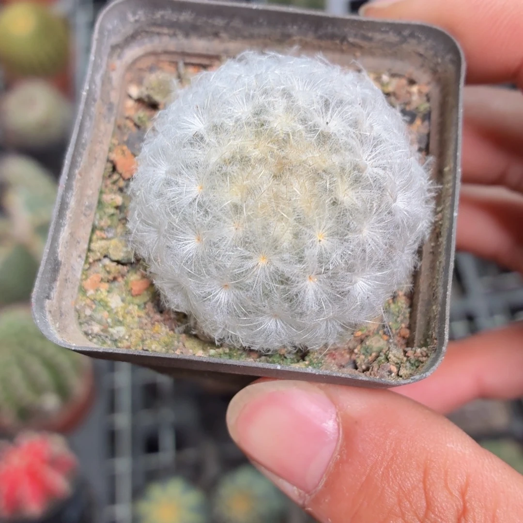 白星多肉9.9包邮发货