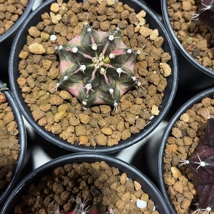 38-0607泰国发货多肉