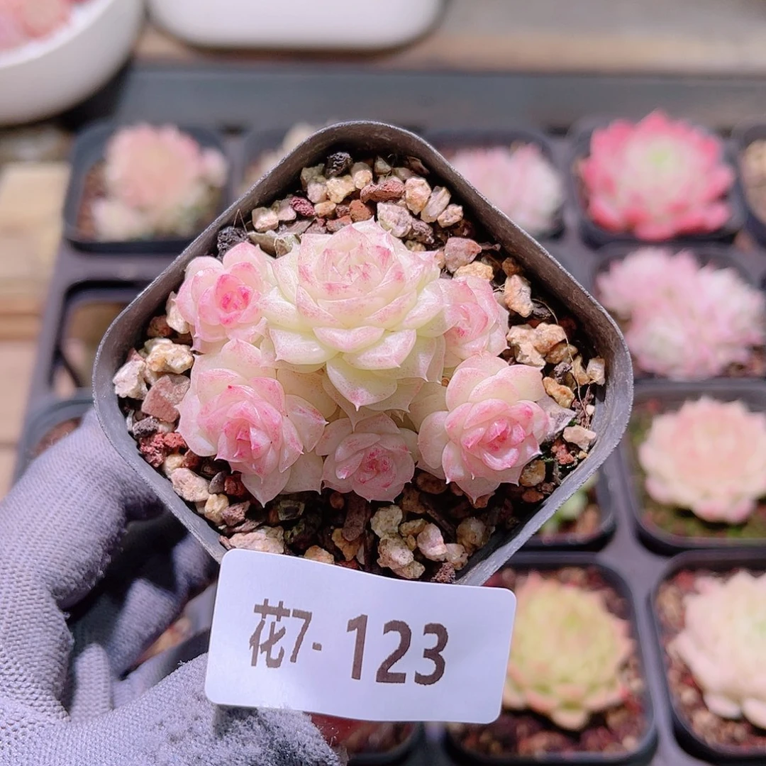 花07-123白天鹅群