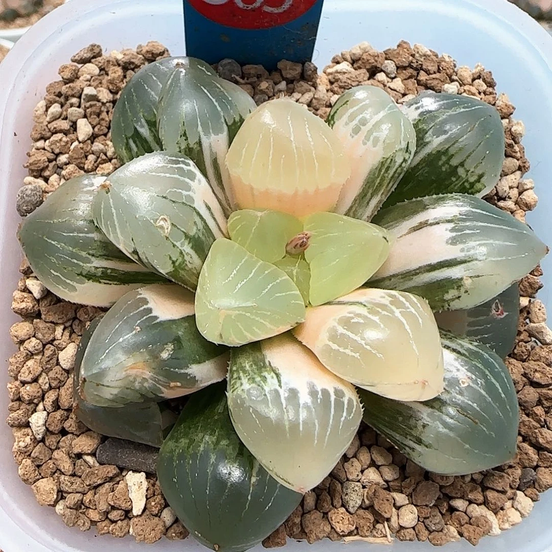 383号糯玉露锦州糊斑趋势一物一拍带盆