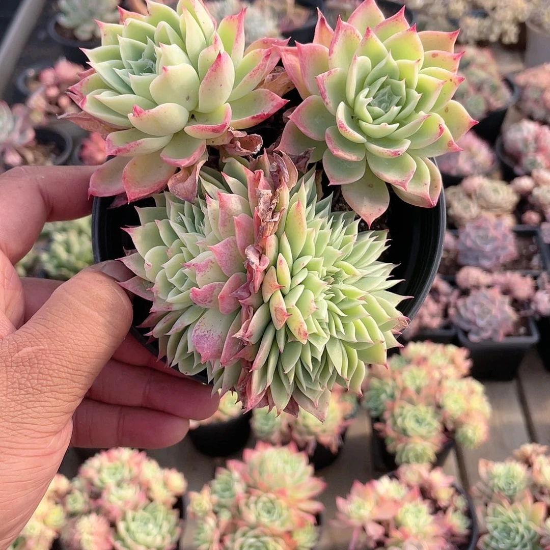 1815  三色堇缀 六月六