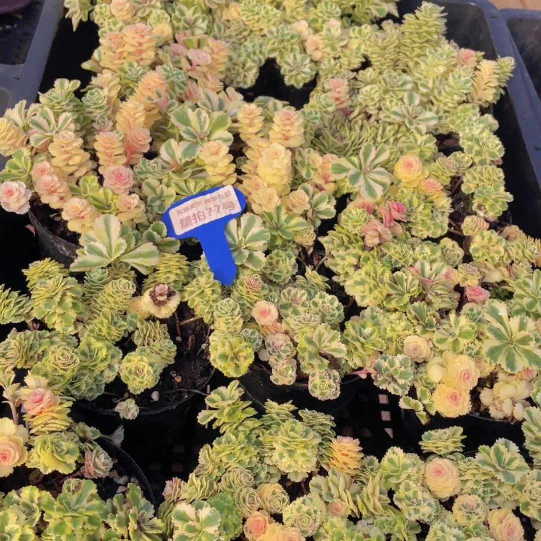 量拍77号 亚特兰蒂斯锦一盆