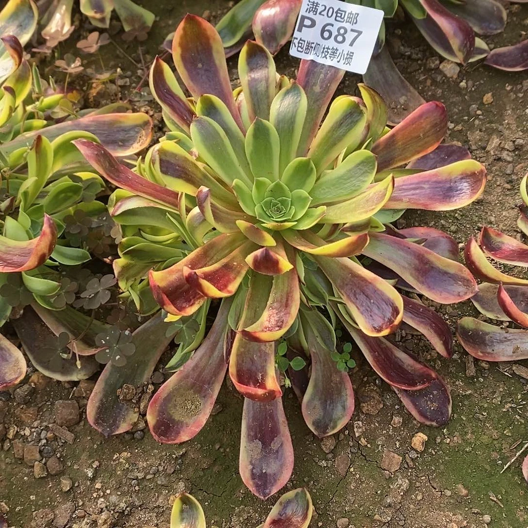 687欧佳丽多肉法师锦