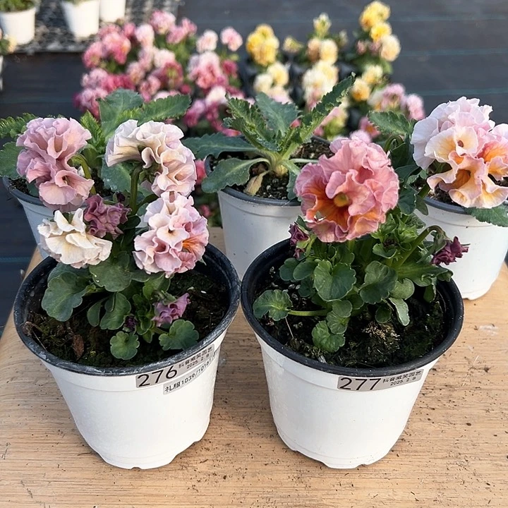 水晶抖音直播闪拍276-277