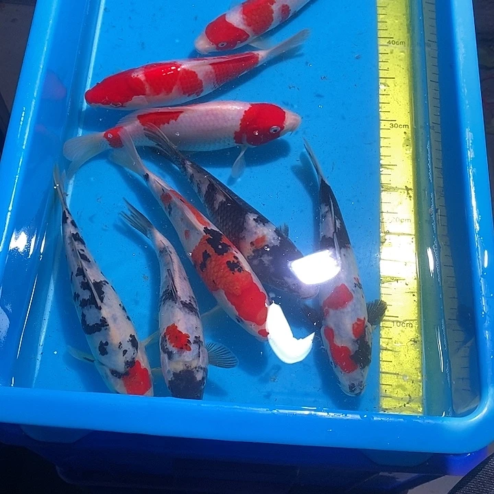 王***忠锦鲤纯种血统锦鲤观赏鱼