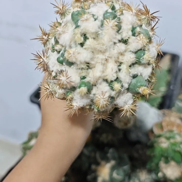 一物一拍，刺缀仙人球！