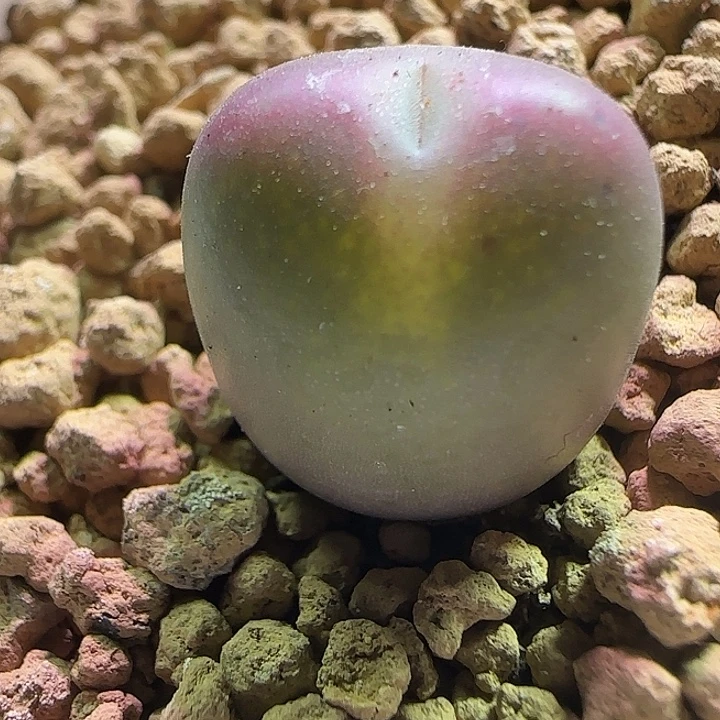 哈哈哈哈哈哈哈。 190