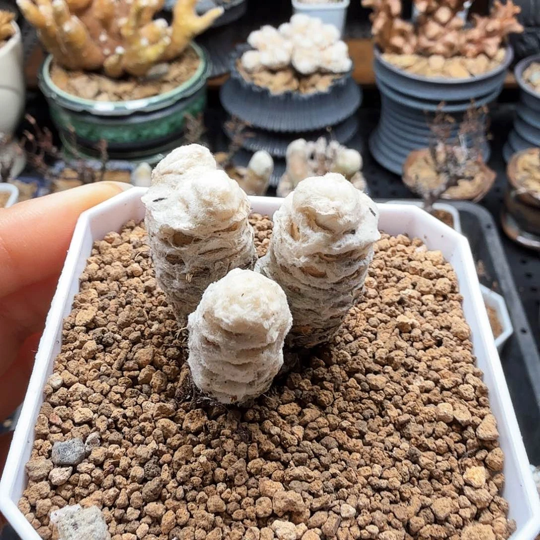刨花厚墩菊221仙人掌