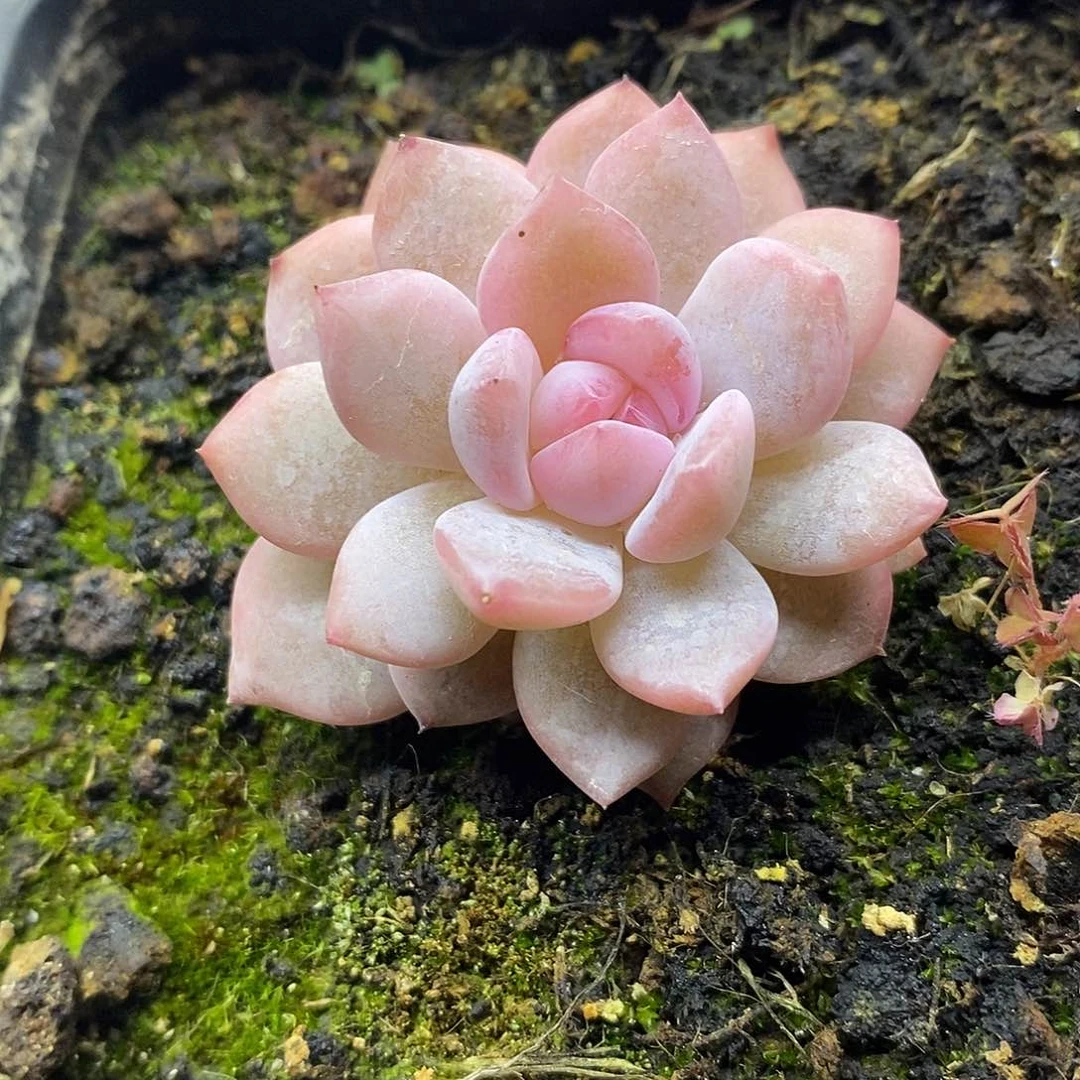 01183 漂亮橙梦露锦