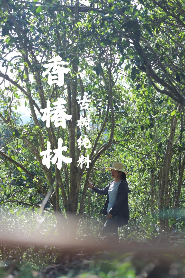 2025 易武 香椿林纯料古树 头春 普洱茶生茶100g