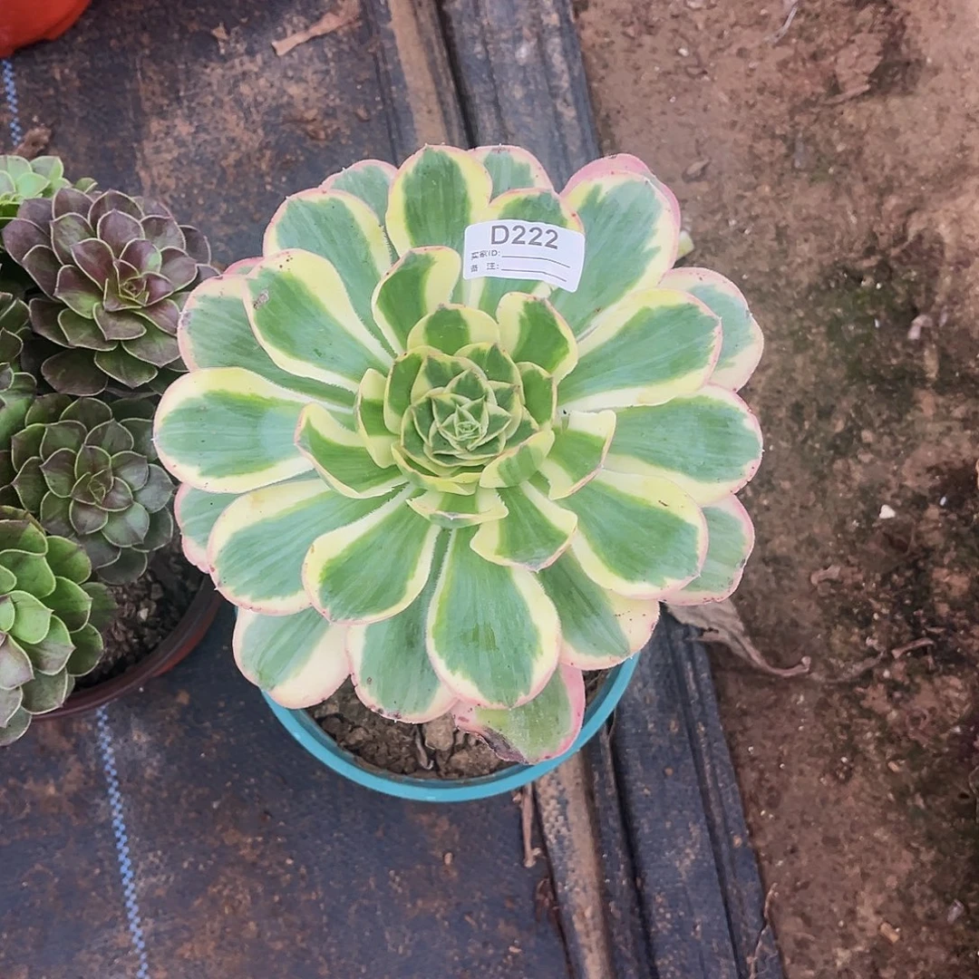 多肉植物222艳资锦